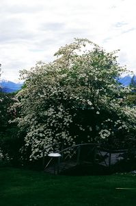 Cornus nuttallii